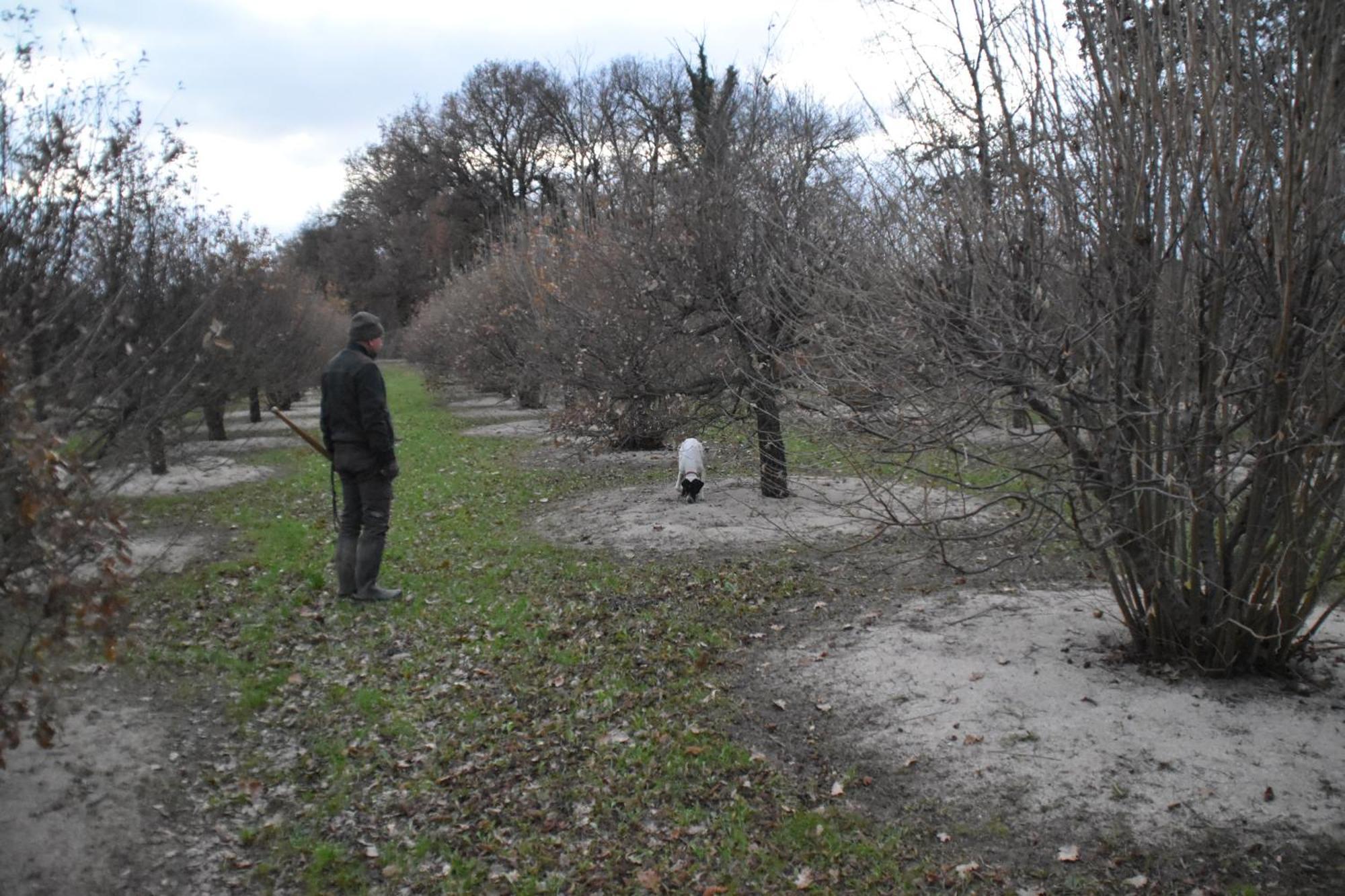 Villa Gaia Truffle Experience Sansepolcro Esterno foto